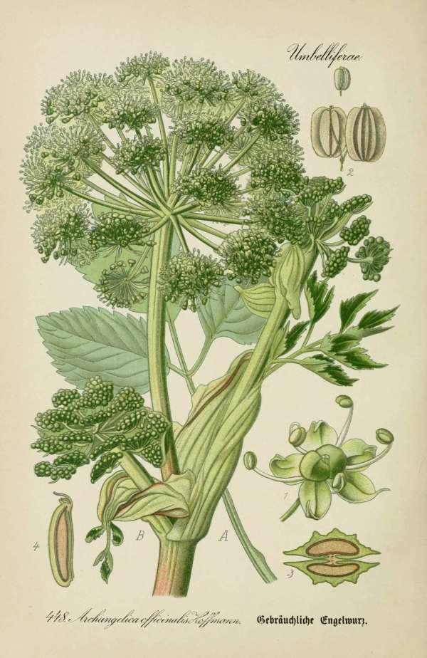 Gyógynövények, homeopátia, népi gyógyászat -56 – Orvosi angyalgyökér Dr. Thomé  Botanika
